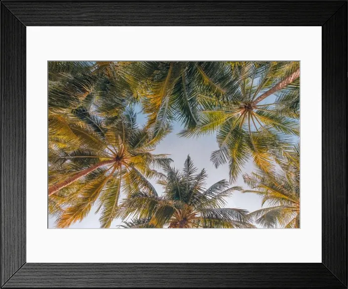 Framed Print : Coconut palm trees against blue sky and beautiful beach pattern. Tropical nature background. Peaceful relaxing exotic nature, trees, leaves, foliage Framed Print : Coconut palm trees against blue sky and beautiful beach pattern. Tropical nature background. Peaceful relaxing exotic nature, trees, leaves, foliage