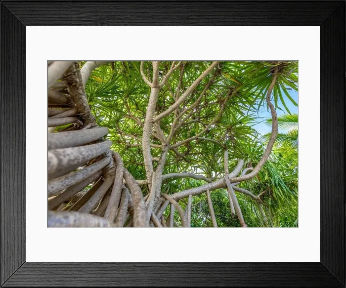 Framed Print : Abstract nature view of mangrove roots. Closeup of tropical tree Framed Print : Abstract nature view of mangrove roots. Closeup of tropical tree