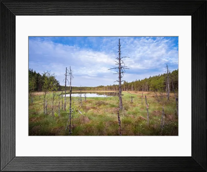 Framed Print : Scenic landscape from mire at summer morning in National Park, Liesjärvi, Finland Framed Print : Scenic landscape from mire at summer morning in National Park, Liesjärvi, Finland