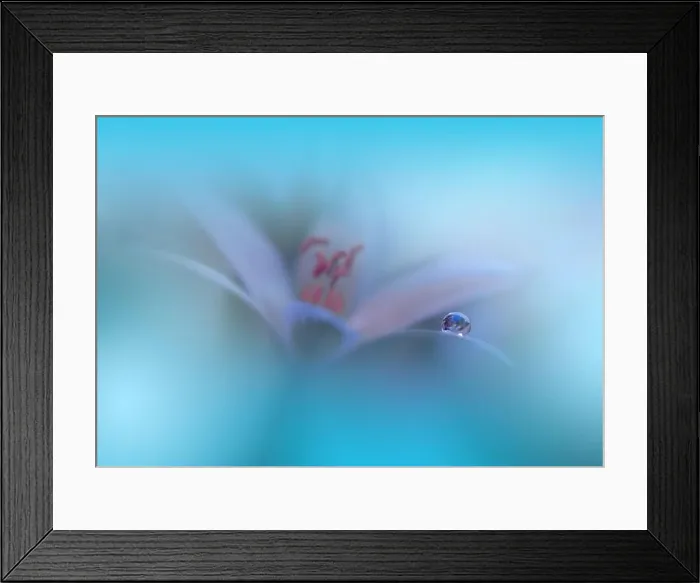Framed Print : Beautiful Nature Background.Floral Art Design.Abstract Macro Photography.White Flower.Blue Background.Creative Artistic Wallpaper.Turquoise Color Framed Print : Beautiful Nature Background.Floral Art Design.Abstract Macro Photography.White Flower.Blue Background.Creative Artistic Wallpaper.Turquoise Color