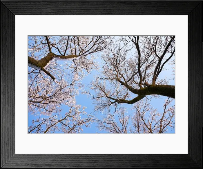 Framed Print : Bottom view on a f winter snowy trees in the blue sky. Frosty branches with hoarfrost twigs in a sunny day. Landscape photography Framed Print : Bottom view on a f winter snowy trees in the blue sky. Frosty branches with hoarfrost twigs in a sunny day. Landscape photography