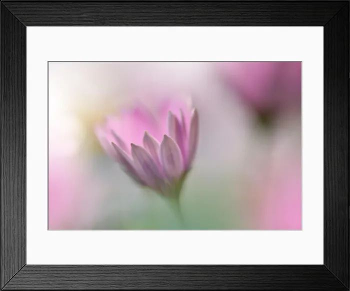 Framed Print : Beautiful Nature Background.Colorful Artistic Wallpaper.Natural Macro Photography.Beauty in Nature.Creative Floral Art.Blurred space for your text Framed Print : Beautiful Nature Background.Colorful Artistic Wallpaper.Natural Macro Photography.Beauty in Nature.Creative Floral Art.Blurred space for your text