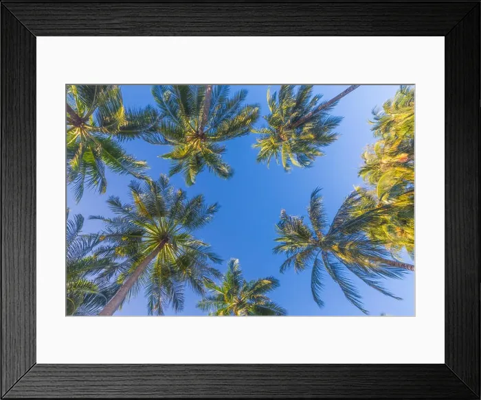 Framed Print : Amazing green palm trees with blue sky. Nature background Framed Print : Amazing green palm trees with blue sky. Nature background