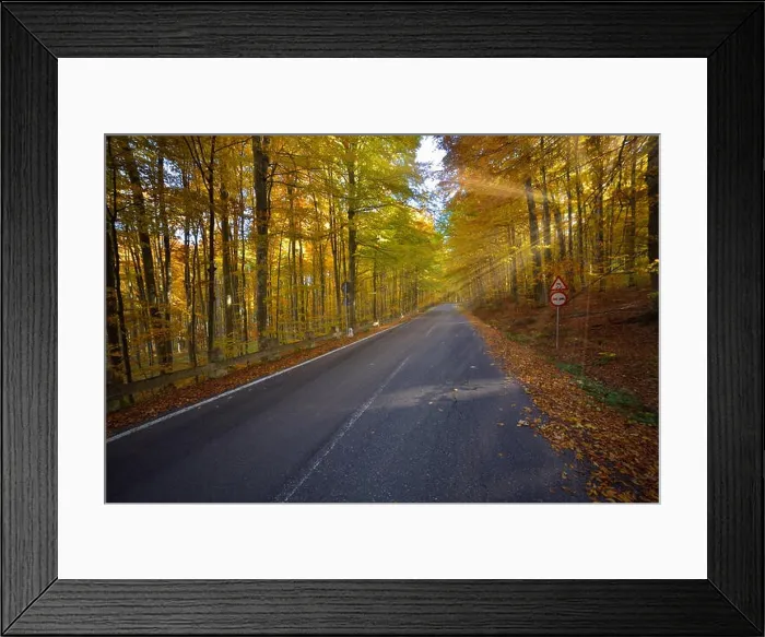 Framed Print : Splendid image in the forest colored leaves, asphalt road, sunset light with sunraws Framed Print : Splendid image in the forest colored leaves, asphalt road, sunset light with sunraws