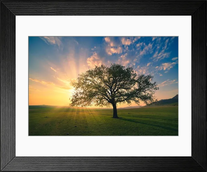Framed Print : Magical sunrise with warm sun rays, green meadow and big tree Framed Print : Magical sunrise with warm sun rays, green meadow and big tree