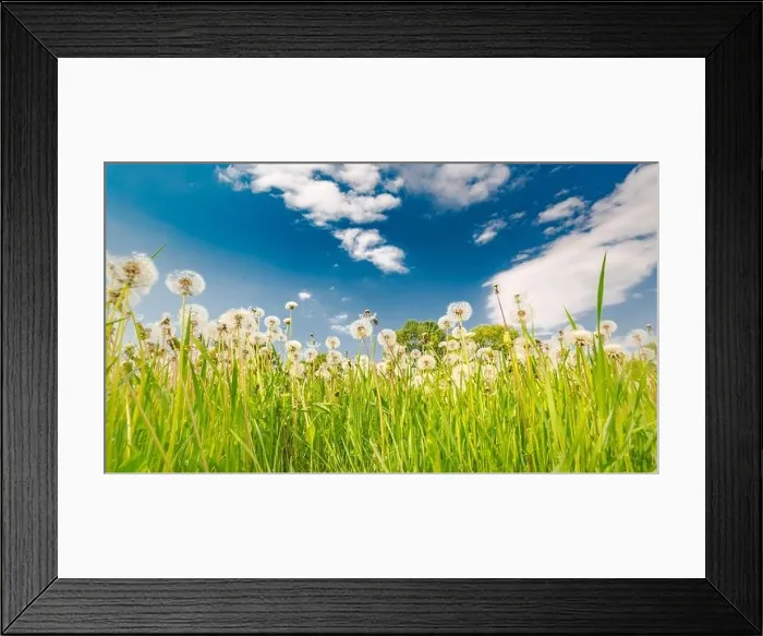 Framed Print : Field of spring flowers and perfect sky Framed Print : Field of spring flowers and perfect sky