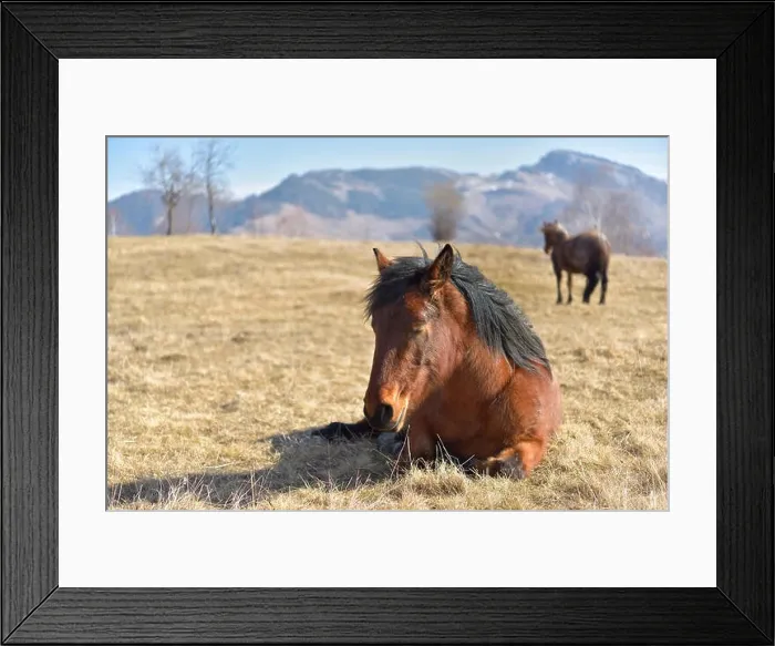 Framed Print : Peaceful sleepy horse on a meadow in early spring Framed Print : Peaceful sleepy horse on a meadow in early spring