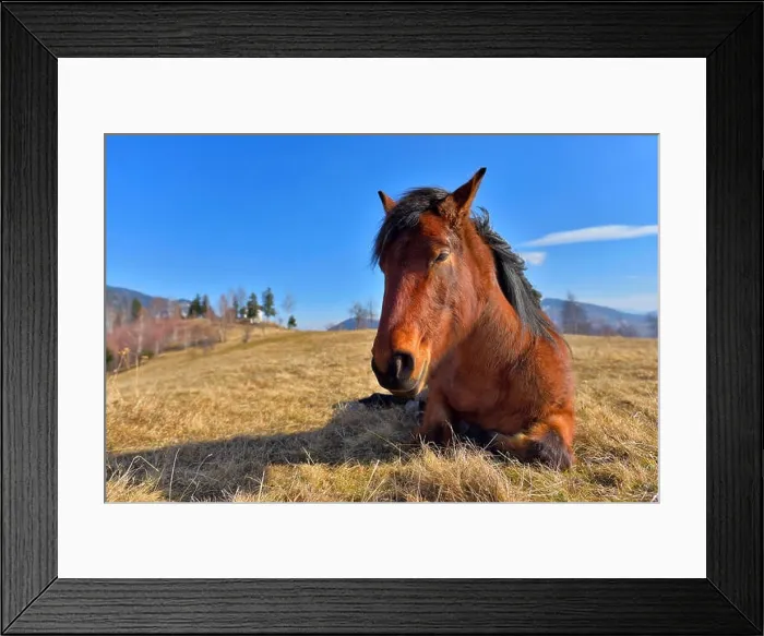 Framed Print : Peaceful sleepy horse on a meadow in early spring Framed Print : Peaceful sleepy horse on a meadow in early spring