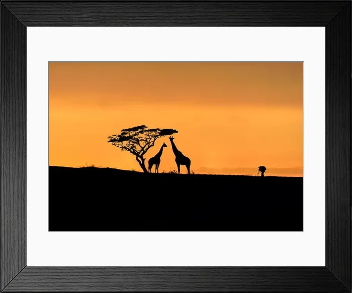 Framed Print : Tree, giraffes and male photographer silhouette on a hill at sunrise Framed Print : Tree, giraffes and male photographer silhouette on a hill at sunrise