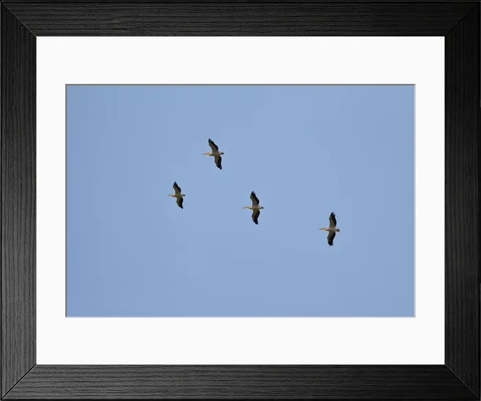 Framed Print : Flock of pink pelicans fly over a clear blue sky. Spring migration Framed Print : Flock of pink pelicans fly over a clear blue sky. Spring migration