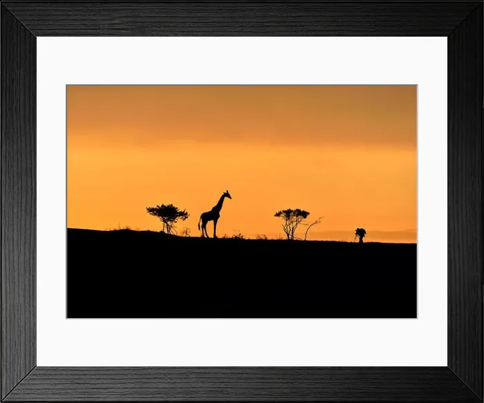 Framed Print : Trees, giraffe and male photographer silhouette on a hill at sunrise Framed Print : Trees, giraffe and male photographer silhouette on a hill at sunrise