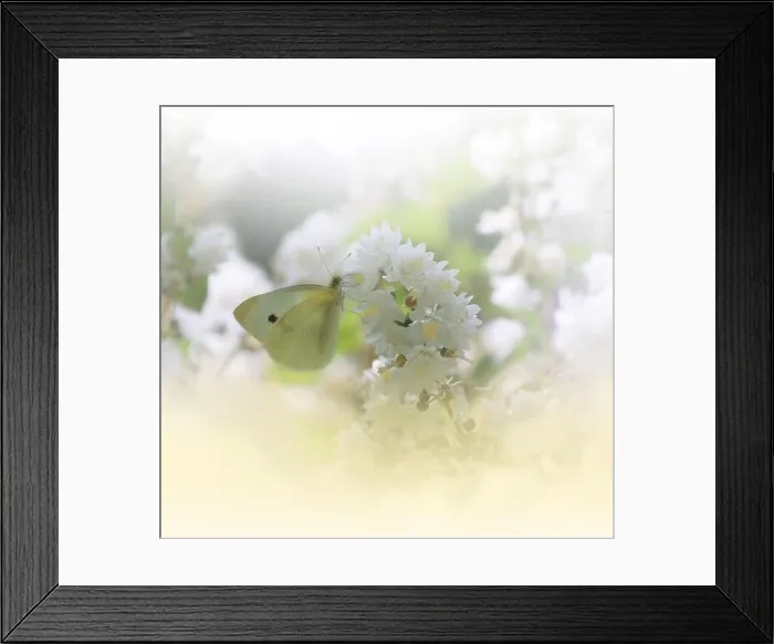 Framed Print : Beautiful Golden Nature Background.Floral Art Design.Macro Photography.Abstract Pastel Landscape with Copy Space.Butterfly and Field.Summer Butterfly Framed Print : Beautiful Golden Nature Background.Floral Art Design.Macro Photography.Abstract Pastel Landscape with Copy Space.Butterfly and Field.Summer Butterfly