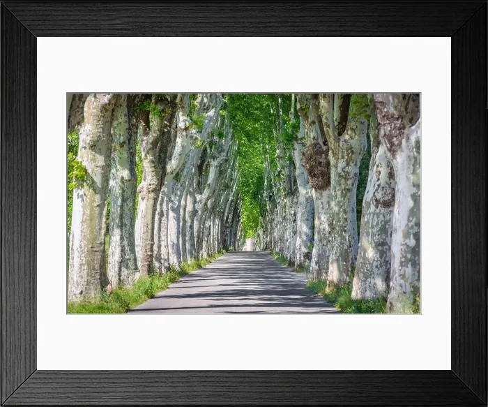 Framed Print : Road through row of trees in south France Framed Print : Road through row of trees in south France