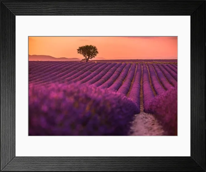 Framed Print : Stunning landscape with lavender field at sunset. Blooming violet fragrant lavender flowers with sun rays with warm sunset sky Framed Print : Stunning landscape with lavender field at sunset. Blooming violet fragrant lavender flowers with sun rays with warm sunset sky