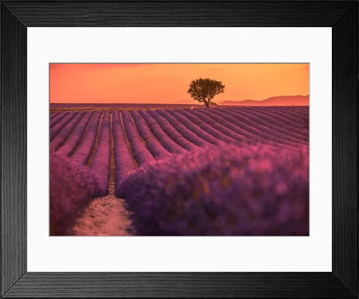 Framed Print : Stunning landscape with lavender field at sunset. Blooming violet fragrant lavender flowers with sun rays with warm sunset sky Framed Print : Stunning landscape with lavender field at sunset. Blooming violet fragrant lavender flowers with sun rays with warm sunset sky