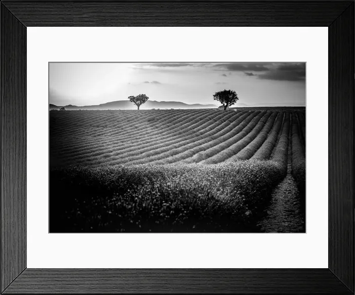 Framed Print : Monochrome lavender fields. Beautiful image of lavender field, artistic abstract process in black and white. Summer sunset landscape, contrasting Framed Print : Monochrome lavender fields. Beautiful image of lavender field, artistic abstract process in black and white. Summer sunset landscape, contrasting