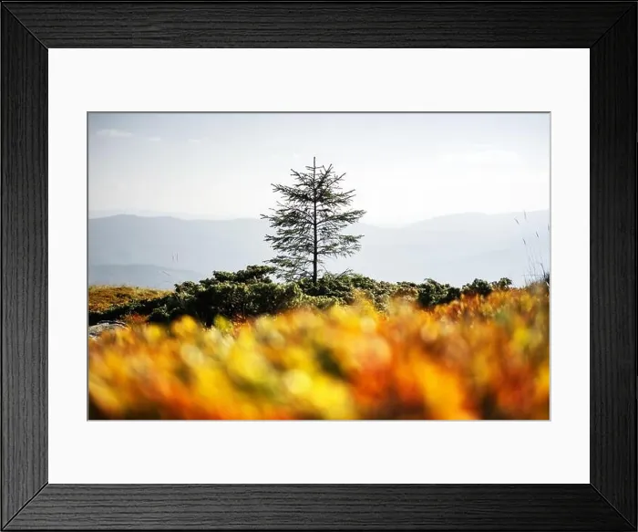 Framed Print : Lonely fir tree on autumn mountains meadow. Beautiful sunrise on background. Landscape photography Framed Print : Lonely fir tree on autumn mountains meadow. Beautiful sunrise on background. Landscape photography