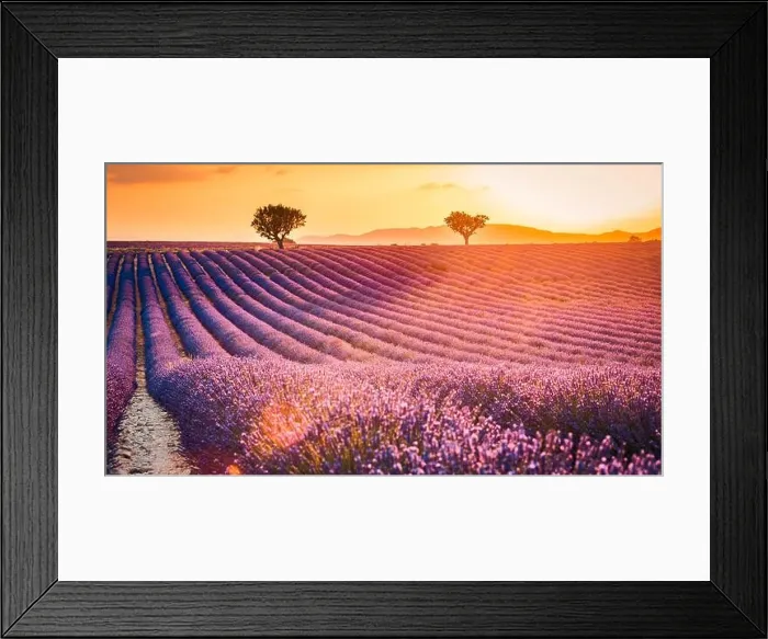 Framed Print : Fantastic summer mood, floral sunset landscape of meadow lavender flowers. Beautiful colorful sky, sun rays, peaceful bright and relaxing nature scene Framed Print : Fantastic summer mood, floral sunset landscape of meadow lavender flowers. Beautiful colorful sky, sun rays, peaceful bright and relaxing nature scene