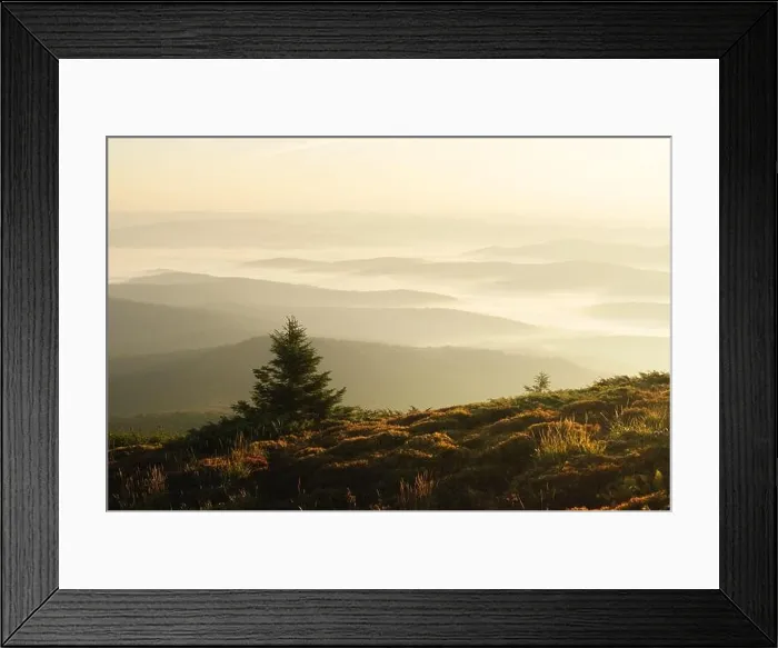 Framed Print : Morning fog in autumn mountains. Fir trees silhouettes on foreground. Beautiful sunrise on background. Landscape photography Framed Print : Morning fog in autumn mountains. Fir trees silhouettes on foreground. Beautiful sunrise on background. Landscape photography