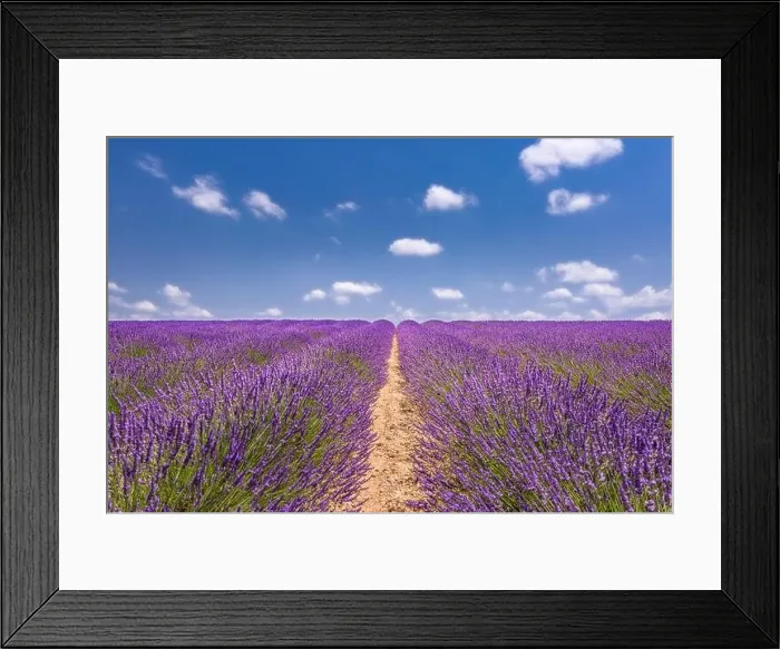 Framed Print : Lavender flower blooming fields endless rows. Valensole Provence. Amazing summer travel landscape, beauty in nature, rows of flower under idyllic sky Framed Print : Lavender flower blooming fields endless rows. Valensole Provence. Amazing summer travel landscape, beauty in nature, rows of flower under idyllic sky