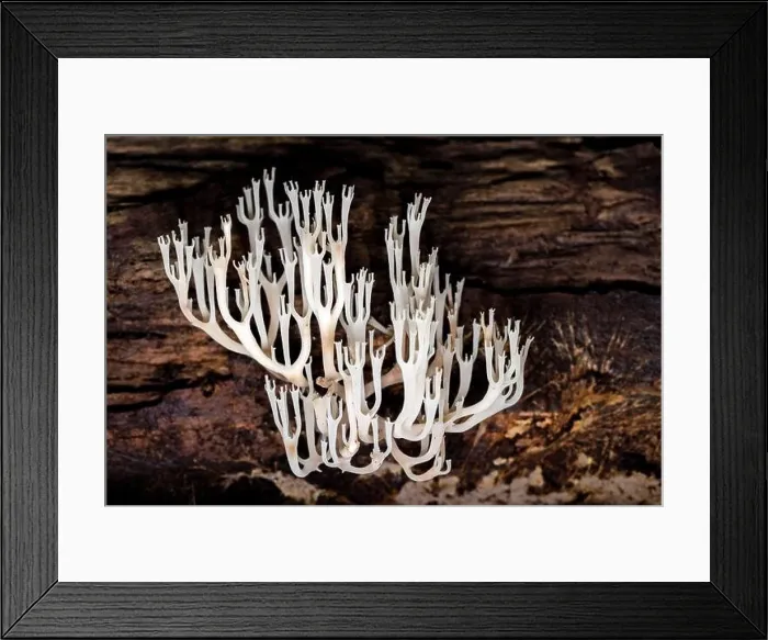 Framed Print : Crown-tipped Coral Fungus or Crown Coral Fungus (Artomyces pyxidatus) - DuPont State Recreational Forest - Cedar Mountain, near Brevard, North Carolin Framed Print : Crown-tipped Coral Fungus or Crown Coral Fungus (Artomyces pyxidatus) - DuPont State Recreational Forest - Cedar Mountain, near Brevard, North Carolin