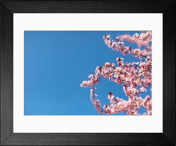 Framed Print : Pink cherry blossom on the Sakura tree. Sakura flowers are representative of Japanese flowers. Amazing spring nature. Beautiful colors of nature Framed Print : Pink cherry blossom on the Sakura tree. Sakura flowers are representative of Japanese flowers. Amazing spring nature. Beautiful colors of nature