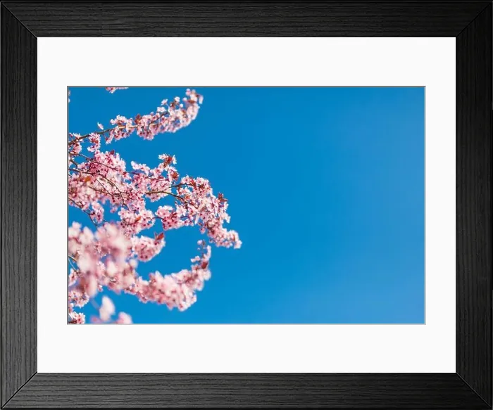 Framed Print : Pink cherry blossom on the Sakura tree. Sakura flowers are representative of Japanese flowers. Amazing spring nature. Beautiful colors of nature Framed Print : Pink cherry blossom on the Sakura tree. Sakura flowers are representative of Japanese flowers. Amazing spring nature. Beautiful colors of nature