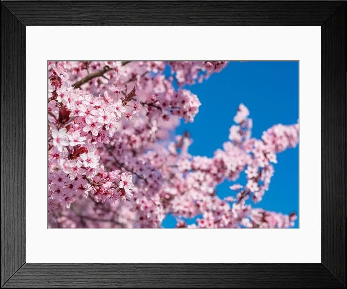 Framed Print : Pink cherry blossom on the Sakura tree. Sakura flowers are representative of Japanese flowers. Amazing spring nature. Beautiful colors of nature Framed Print : Pink cherry blossom on the Sakura tree. Sakura flowers are representative of Japanese flowers. Amazing spring nature. Beautiful colors of nature