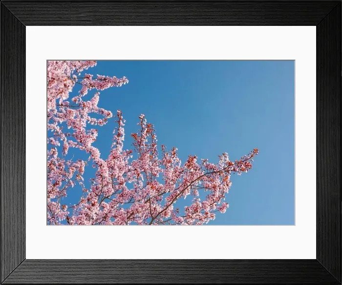 Framed Print : Pink cherry blossom on the Sakura tree. Sakura flowers are representative of Japanese flowers. Amazing spring nature. Beautiful colors of nature Framed Print : Pink cherry blossom on the Sakura tree. Sakura flowers are representative of Japanese flowers. Amazing spring nature. Beautiful colors of nature