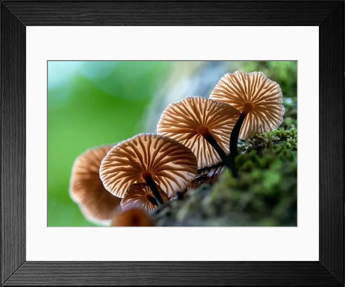 Framed Print : Tiny backlit fungi growing on a tree trunk - DuPont State Recreational Forest - Cedar Mountain, near Brevard, North Carolina, USA Framed Print : Tiny backlit fungi growing on a tree trunk - DuPont State Recreational Forest - Cedar Mountain, near Brevard, North Carolina, USA