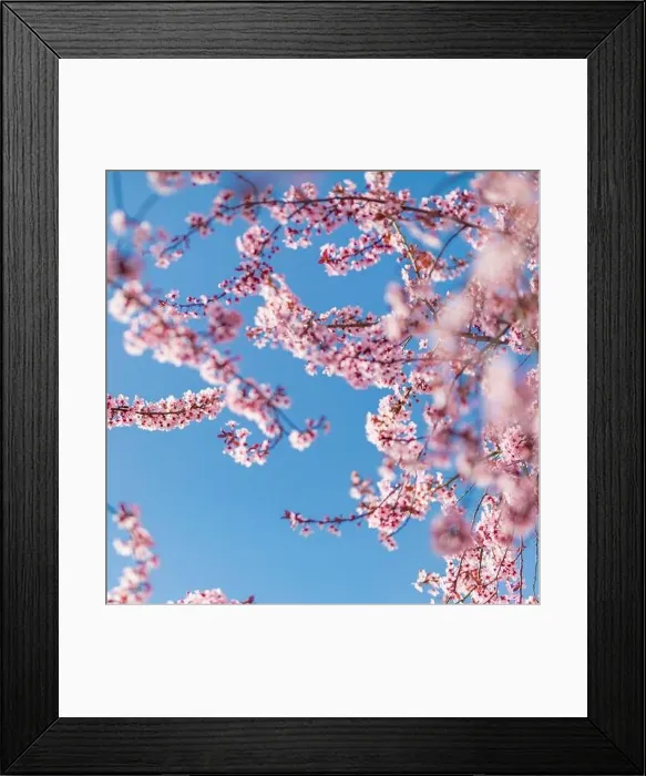 Framed Print : Pink cherry blossom on the Sakura tree. Sakura flowers are representative of Japanese flowers. Amazing spring nature. Beautiful colors of nature Framed Print : Pink cherry blossom on the Sakura tree. Sakura flowers are representative of Japanese flowers. Amazing spring nature. Beautiful colors of nature