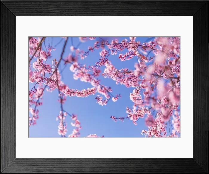 Framed Print : Pink cherry blossom on the Sakura tree. Sakura flowers are representative of Japanese flowers. Amazing spring nature. Beautiful colors of nature Framed Print : Pink cherry blossom on the Sakura tree. Sakura flowers are representative of Japanese flowers. Amazing spring nature. Beautiful colors of nature