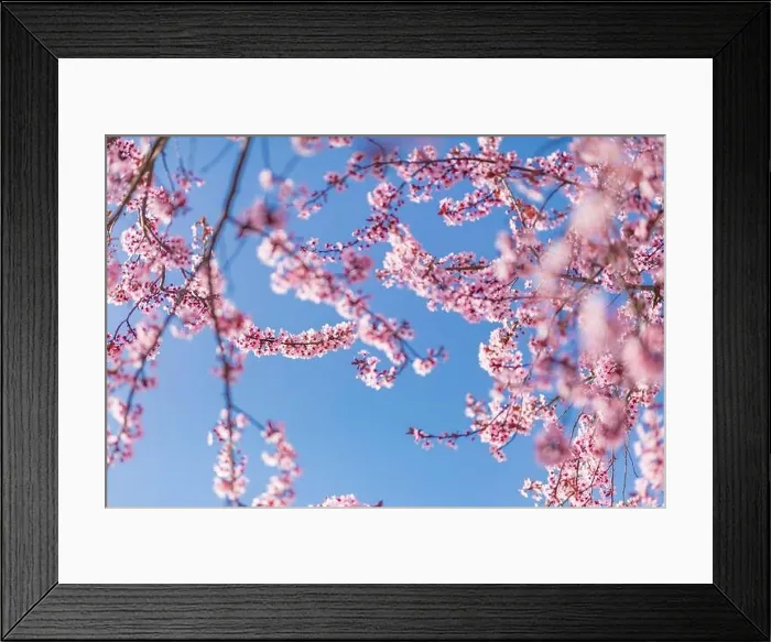 Framed Print : Pink cherry blossom on the Sakura tree. Sakura flowers are representative of Japanese flowers. Amazing spring nature. Beautiful colors of nature Framed Print : Pink cherry blossom on the Sakura tree. Sakura flowers are representative of Japanese flowers. Amazing spring nature. Beautiful colors of nature