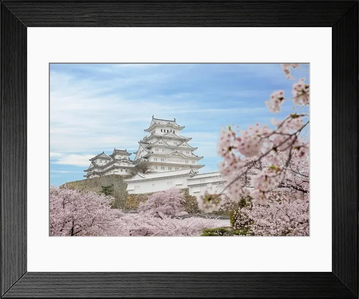 Framed Print : Cherry blossom flowers and Himeji castle in Himeji, Hyogo, Japan Framed Print : Cherry blossom flowers and Himeji castle in Himeji, Hyogo, Japan