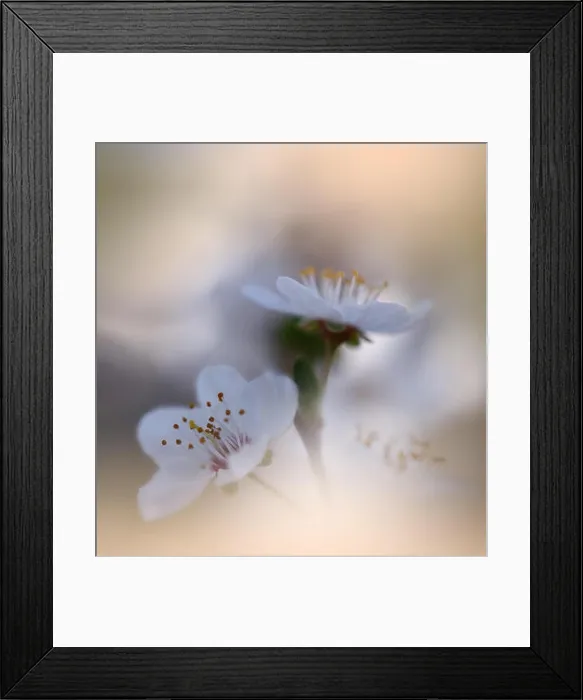 Framed Print : Beautiful Nature Background.Colorful Artistic Wallpaper.Natural Macro Photography.Beauty in Nature.Creative Floral Art.Tranquil scene.Abstract Flowers Framed Print : Beautiful Nature Background.Colorful Artistic Wallpaper.Natural Macro Photography.Beauty in Nature.Creative Floral Art.Tranquil scene.Abstract Flowers