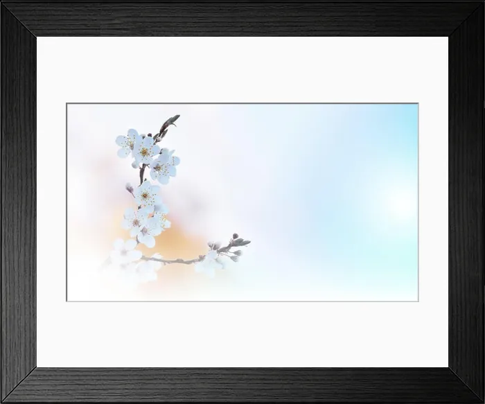 Framed Print : Beautiful spring nature cherry blossom web banner or header. Blurred space for your text.Blue Sky Background.Artistic Flowers.Art macro photography Framed Print : Beautiful spring nature cherry blossom web banner or header. Blurred space for your text.Blue Sky Background.Artistic Flowers.Art macro photography