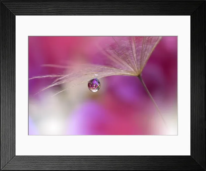 Framed Print : Abstract macro photo with water drops. Dandelion seed.Artistic Background for desktop.Purple Wallpaper.Floral fantasy design.Art photography Framed Print : Abstract macro photo with water drops. Dandelion seed.Artistic Background for desktop.Purple Wallpaper.Floral fantasy design.Art photography
