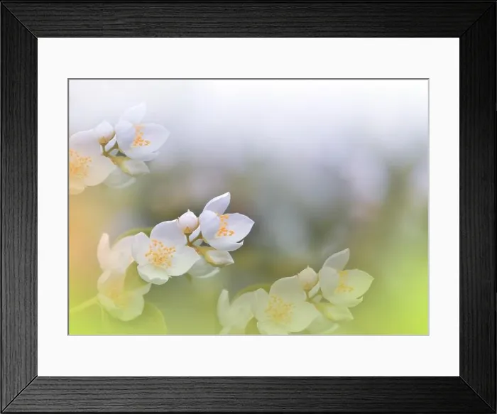Framed Print : Beautiful Macro Photo.Jasmine Flowers.Floral Art Design.Close up Photography.Conceptual Abstract Image.White Background.Wedding Invitation.Aroma Framed Print : Beautiful Macro Photo.Jasmine Flowers.Floral Art Design.Close up Photography.Conceptual Abstract Image.White Background.Wedding Invitation.Aroma