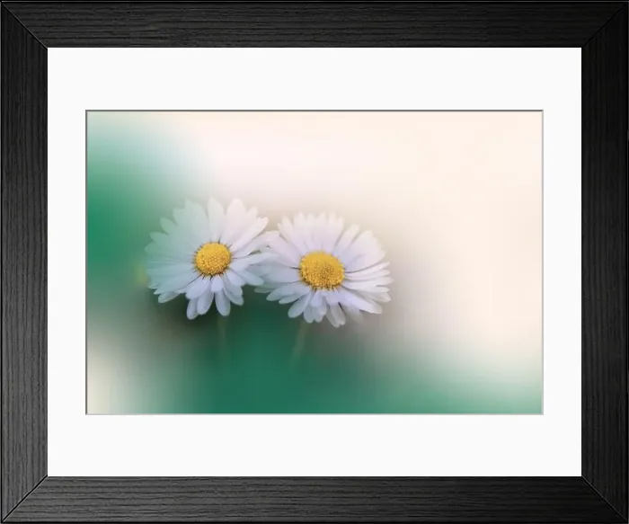 Framed Print : Beautiful Macro Photo.Colorful Daisy Flowers.Border Art Design.Magic Light.Close up Photography.Conceptual Abstract Image.Green and White Background Framed Print : Beautiful Macro Photo.Colorful Daisy Flowers.Border Art Design.Magic Light.Close up Photography.Conceptual Abstract Image.Green and White Background