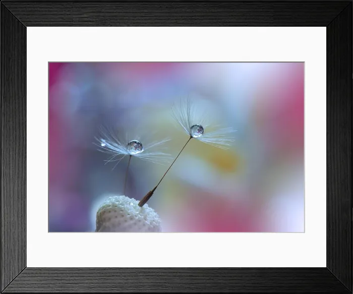 Framed Print : Abstract macro photo with water drops. Dandelion seed.Artistic Background for desktop.Purple Wallpaper.Floral fantasy design.Art photography Framed Print : Abstract macro photo with water drops. Dandelion seed.Artistic Background for desktop.Purple Wallpaper.Floral fantasy design.Art photography
