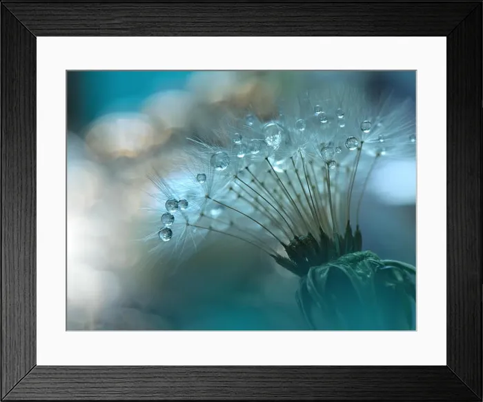 Framed Print : Abstract macro photo with water drops. Dandelion seed.Artistic Background for desktop.Green Wallpaper.Floral fantasy design.Art photography Framed Print : Abstract macro photo with water drops. Dandelion seed.Artistic Background for desktop.Green Wallpaper.Floral fantasy design.Art photography