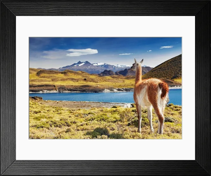 Framed Print : Guanaco in Torres del Paine National Park, Patagonia, Chile Framed Print : Guanaco in Torres del Paine National Park, Patagonia, Chile