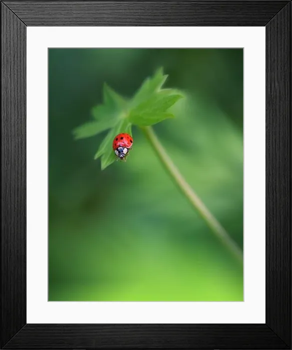 Framed Print : Beautiful Green Nature Background.Wild Field.Close up Scene.Summer Landscape.Creative Artistic Wallpaper.Red Ladybug.Green Color.Animal in a Meadow Framed Print : Beautiful Green Nature Background.Wild Field.Close up Scene.Summer Landscape.Creative Artistic Wallpaper.Red Ladybug.Green Color.Animal in a Meadow