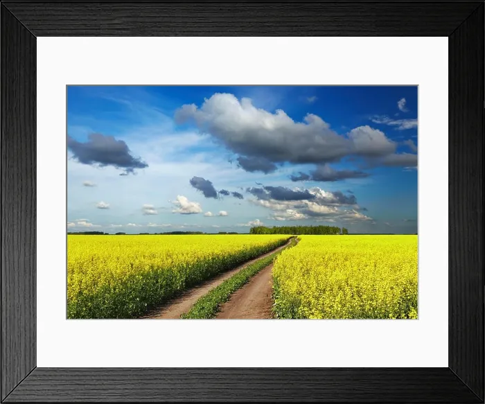 Framed Print : Landscape with blossoming field and road Framed Print : Landscape with blossoming field and road