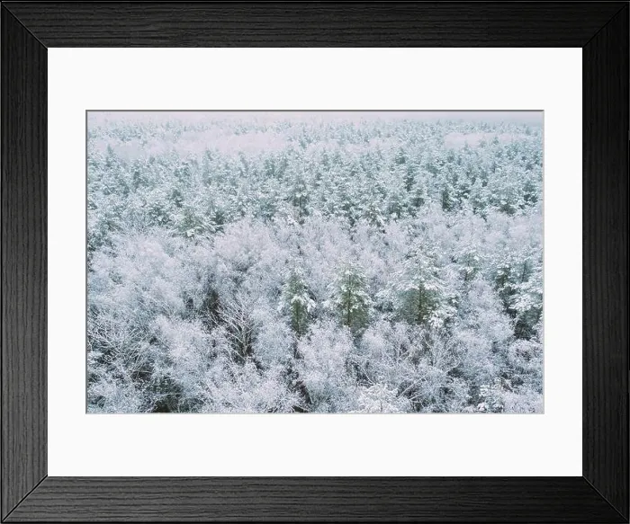 Framed Print : Aerial view of snow pine coniferous forest in landscape in winter. Top view from attitude. Drone view of beautiful european woods at wintertime Framed Print : Aerial view of snow pine coniferous forest in landscape in winter. Top view from attitude. Drone view of beautiful european woods at wintertime