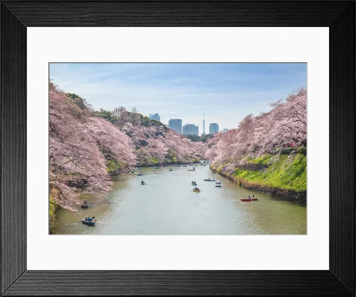 Framed Print : View of massive cherry blossoming in Tokyo, Japan as background. Photoed at Chidorigafuchi, Tokyo, Japan Framed Print : View of massive cherry blossoming in Tokyo, Japan as background. Photoed at Chidorigafuchi, Tokyo, Japan