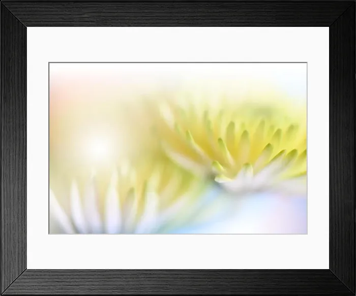 Framed Print : Beautiful Yellow Nature Background.Floral Fantasy Design.Artistic Abstract Chrysanthemum Flowers.Green leaves.Ecology Energy of plant.Natural Macro Framed Print : Beautiful Yellow Nature Background.Floral Fantasy Design.Artistic Abstract Chrysanthemum Flowers.Green leaves.Ecology Energy of plant.Natural Macro