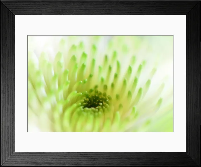 Framed Print : Beautiful Green Nature Background.Floral Fantasy Design.Artistic Abstract Chrysanthemum Flowers.Green leaves.Ecology Energy of plant.Natural Macro Framed Print : Beautiful Green Nature Background.Floral Fantasy Design.Artistic Abstract Chrysanthemum Flowers.Green leaves.Ecology Energy of plant.Natural Macro