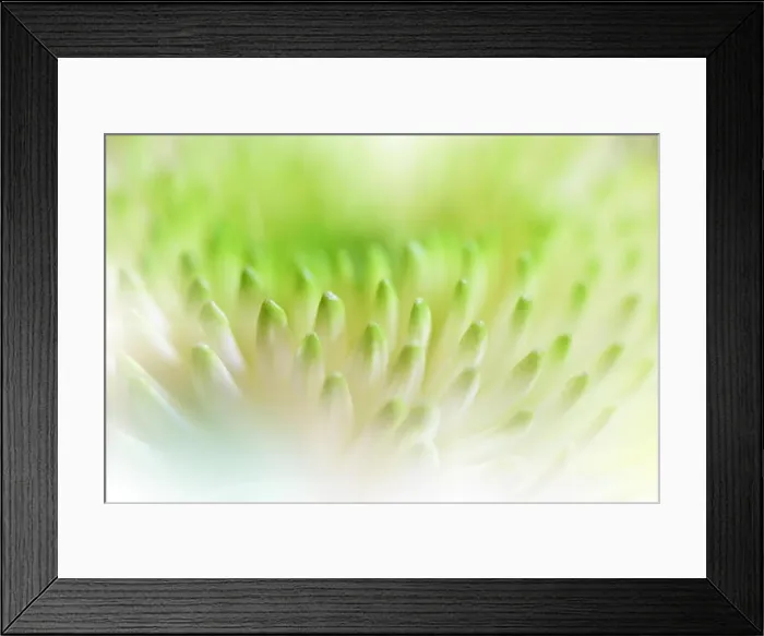 Framed Print : Beautiful Green Nature Background.Floral Fantasy Design.Artistic Abstract Chrysanthemum Flowers.Green leaves.Ecology Energy of plant.Natural Macro Framed Print : Beautiful Green Nature Background.Floral Fantasy Design.Artistic Abstract Chrysanthemum Flowers.Green leaves.Ecology Energy of plant.Natural Macro