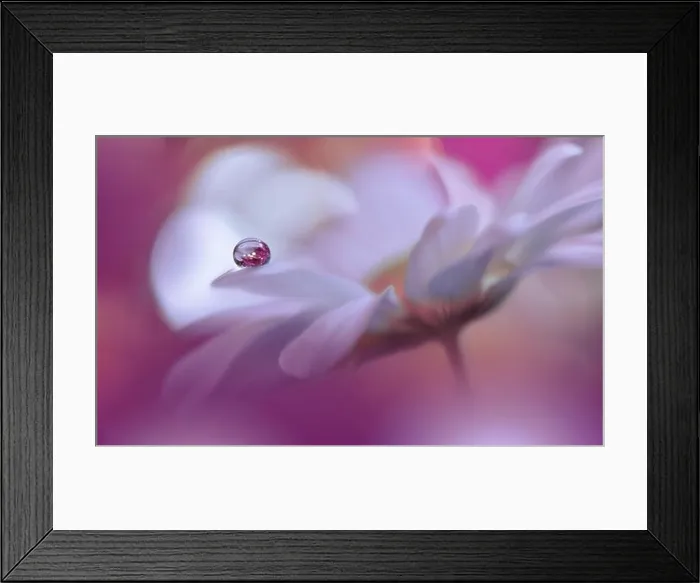 Framed Print : Beautiful Macro Photo.Colorful Flowers.Art Design.Magic Light.Close up Photography.Conceptual Abstract Image.Violet and White Background.Water Drop Framed Print : Beautiful Macro Photo.Colorful Flowers.Art Design.Magic Light.Close up Photography.Conceptual Abstract Image.Violet and White Background.Water Drop